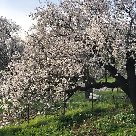 Salvia Tas Ev Apartman